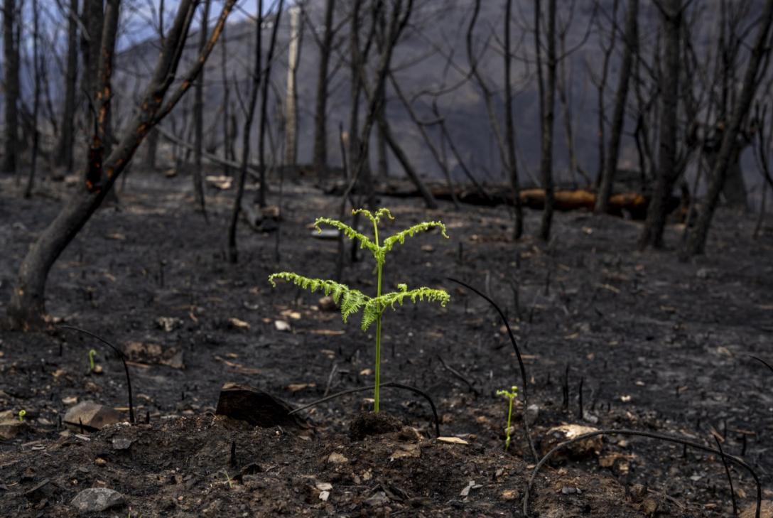 RESTAURACIÓN BOSQUES