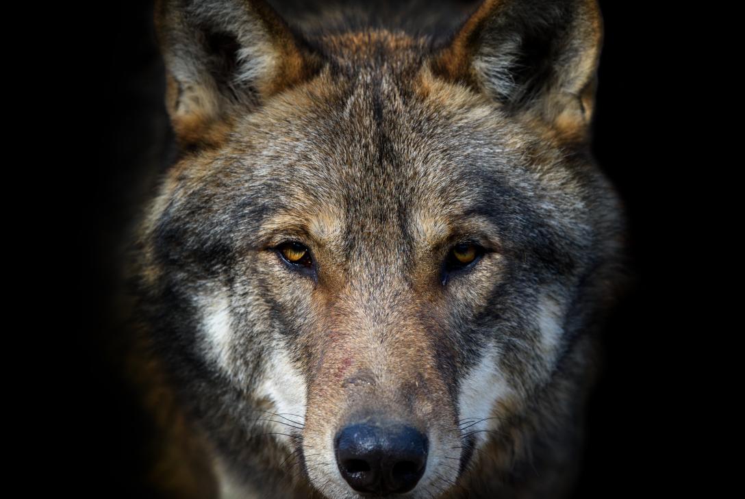 YO DEFIENDO AL LOBO