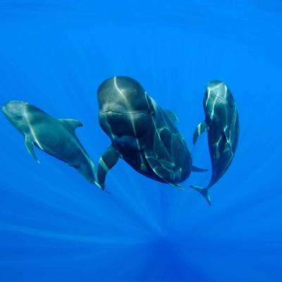 Por un Santuario de cetáceos en Canarias